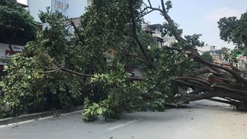 Hà Nội: Cây đa 40 năm tuổi trước đền cổ đổ gục, chắn ngang đường