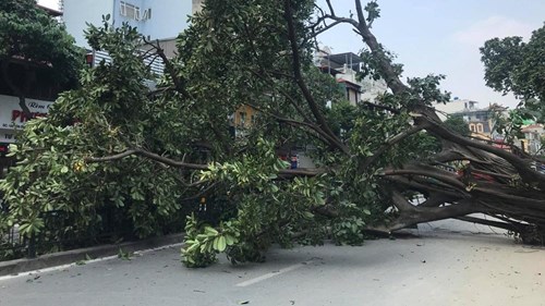 Hà Nội: Cây đa 40 năm tuổi trước đền cổ đổ gục, chắn ngang đường