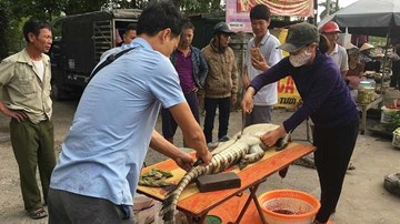 Nghệ An: Cận cảnh chích điện, mổ thịt cá sấu ở bến xe