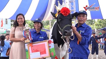 'Cô bò' đẹp nhất đăng quang Hoa hậu bò sữa Mộc Châu