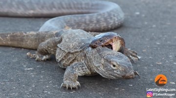 Xem rắn hổ mang cực độc truy sát thằn lằn