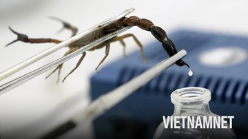 Tại sao nọc độc bọ cạp nguy hiểm lại có giá tới 39 triệu đô?