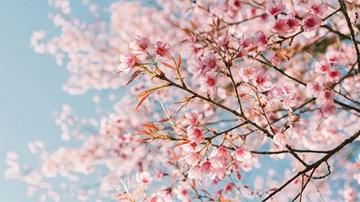 Vì sao 'bão quái vật' lại khiến hoa anh đào ở Nhật Bản nở sớm hẳn 6 tháng ?