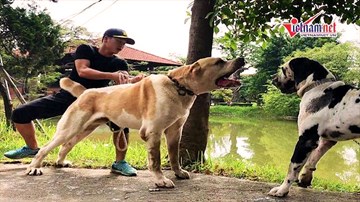 9x Việt kể chuyện nuôi chó dữ khổng lồ 107kg, giá hơn trăm triệu đồng