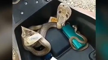 Phát hiện 3 con rắn hổ mang cực độc và hung dữ trong cốp xe máy