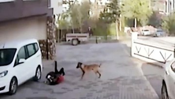 Bé gái 8 tuổi bị chó pitbull cắn nhất quyết không nhả hàm