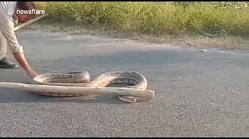 Bắt trăn khổng lồ hung dữ đang bò vào khu đân cư