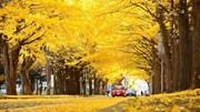 Mùa thay lá, hẹn hò nói lời yêu ở đại lộ Ngân Hạnh đẹp nhất nước Nhật