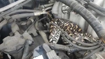 Mở nắp ca pô phát hiện trăn khổng lồ quấn quanh động cơ ô tô