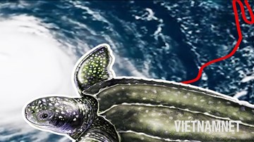 Sinh vật biển 'ứng phó' thế nào với siêu bão?