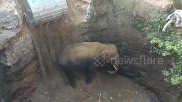 6 tiếng dùng máy xúc đào đường giải cứu voi khỏi giếng sâu