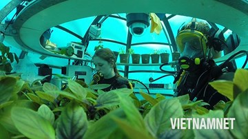 Công nghệ trồng rau dưới đáy biển làm salad