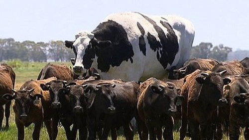 Chú bò cao gần 2 mét không phải vào lò mổ vì quá khổ