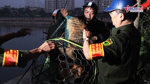 Theo chân đội bắt chó thả rông lúc mờ sáng ở Hà Nội