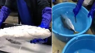 Người Nhật hồi sinh cá đông lạnh bằng nước ấm khiến nhiều người sửng sốt