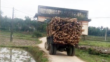 Công nông chở gỗ ‘cõng’ cả cổng làng…đi chơi