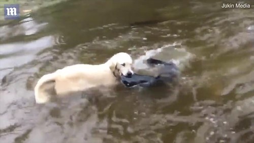 Chú chó trổ tài bắt cá trê khủng ở dưới nước siêu đẳng