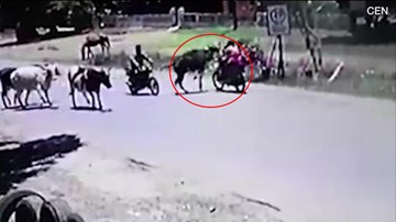 Bò bất ngờ lao tới tung cả 4 vó đá bay cô gái đi xe máy xuống đường