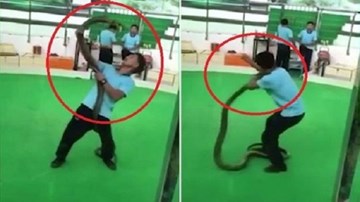 Biểu diễn cùng rắn hổ mang, người đàn ông bị cắn ngất lịm