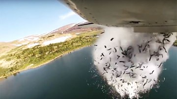 Hé lộ điều kỳ lạ từ những 'cơn mưa cá' ở khắp nước Mỹ