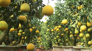 Cây bưởi cổ hiếm có: Cao hơn 1 mét, sai trĩu 300 quả vàng rực