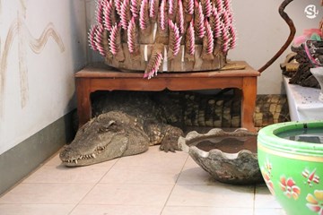 Người đàn ông nuôi cá sấu trong nhà như thú cưng suốt 20 năm