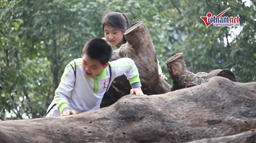 'Nghĩa địa gỗ' bị bỏ quên ở Hà Nội trở thành điểm vui chơi của trẻ em