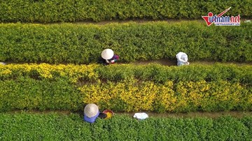 Những cánh đồng cúc chi vàng ruộm, giá cả trăm triệu đồng