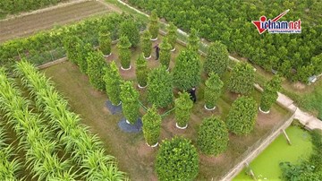 Quýt lục bình 50 triệu một đôi 'cháy hàng' dịp Tết