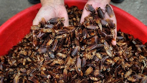 Trung Quốc nuôi hàng tỷ con gián để xử lý đồ ăn thừa