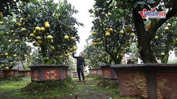 Nỗi nhọc nhằn của người trồng bưởi cảnh chơi Tết thu tiền tỷ