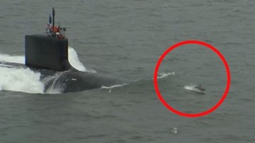 Xem cá heo đua tốc độ với tàu ngầm Mỹ