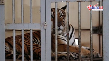 Rét cắt da ở Hà Nội, đến sư tử, gấu ngựa cũng phải dùng lò sưởi giữ ấm