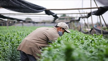 Rét đậm rét hại, nông dân Tây Tựu lại phấn khởi vì trúng vụ hoa Tết