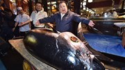 Vì sao chủ cửa hàng sushi bỏ 3,1 triệu USD mua một con cá ngừ?