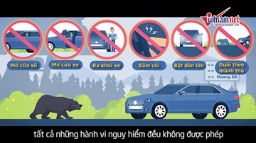 Bí kíp sinh tồn khi gặp phải động vật hoang dã và hung dữ