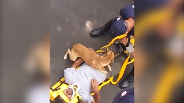 Chú chó lo lắng, bảo vệ chủ tới cùng khi chủ gặp nạn