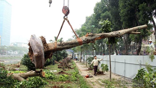 Hà Nội khai tử hàng cây đẹp nhất ven sông Tô Lịch