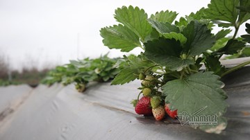 Khám phá vườn dâu tây chín đỏ ở bãi sông Hà Nội