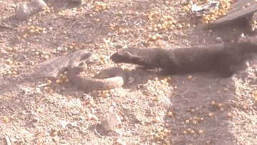 Rắn đuôi chuông 'thả thính' con mồi, nào ngờ lại kết thảm