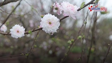 Giá cao ngất trời, mai trắng Nhật Tân vẫn hết hàng trong chớp mắt