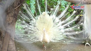 Công bạch tạng hiếm có khó tìm được 'giới nhà giàu' săn lùng dịp Tết