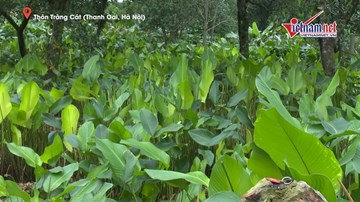 Làng lá dong hối hả thu hoạch, xuất đi khắp thế giới