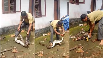 Người đàn ông tay không tóm đầu, đạp bụng trăn bắt nhả gà gây tranh cãi