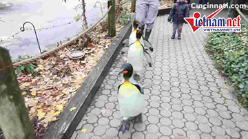 Hình ảnh đáng yêu của những chú chim cánh cụt lang thang trên phố