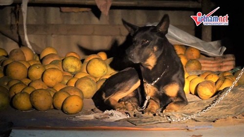 Biệt đội chó chống 'bưởi tặc' ở làng Diễn