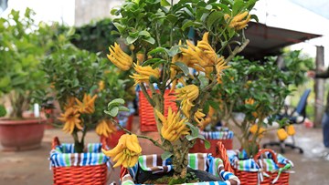 Lạ kỳ 'bàn tay Phật' trên chậu cây mini, anh nông dân thu tiền tỷ