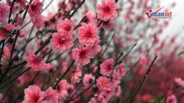 Đào Nhật Tân bung nở rực rỡ cận Tết, người trồng hoa khóc ròng