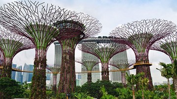 Tìm hiểu quy trình 'nói hộ cho cây' ở Singapore