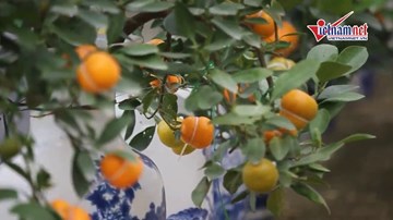 Quất hồ lô tiền triệu hết hàng trước Tết